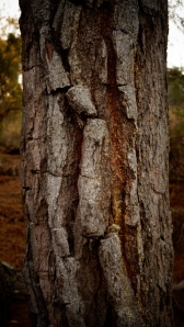 A scheme of patterns intrigued me, what looked like to be a figure on the surface personifies a spirit within the tree.