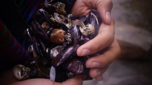 A handful of real beauty, the shells were my favourite colour purple.